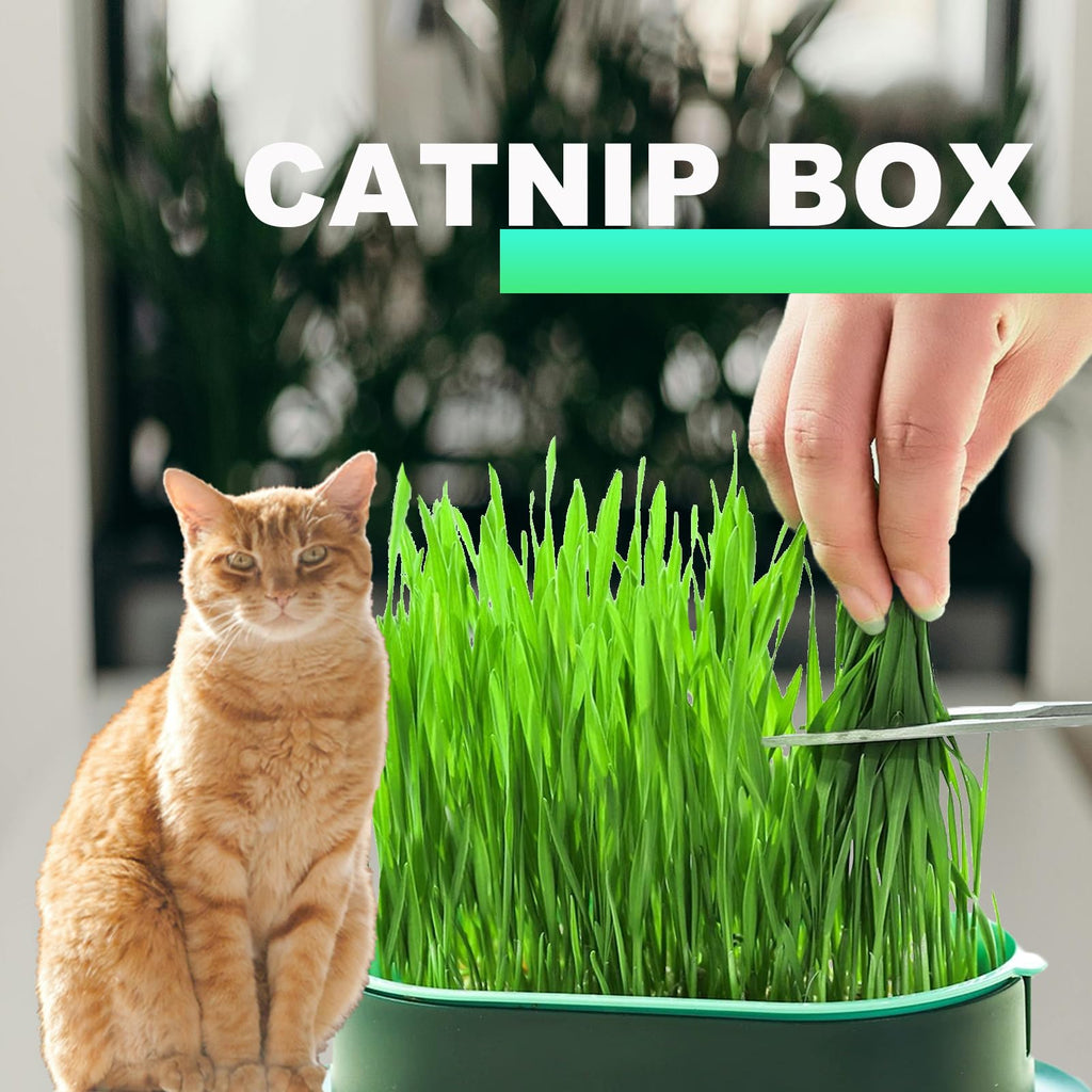 3Pcs Plastic Cat Grass Planter Hydroponic Growing Kit T141669